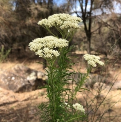 Cassinia aculeata subsp. aculeata (Dolly Bush, Common Cassinia, Dogwood) at Lyons, ACT - 12 Nov 2023 by GregC