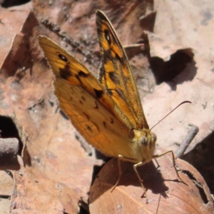 Heteronympha merope at QPRC LGA - 18 Nov 2023 11:56 AM