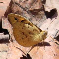 Heteronympha merope at QPRC LGA - 18 Nov 2023 11:56 AM