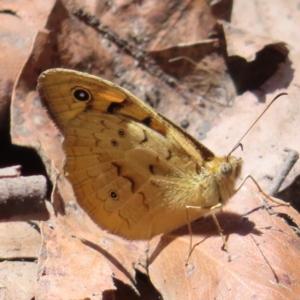 Heteronympha merope at QPRC LGA - 18 Nov 2023 11:56 AM