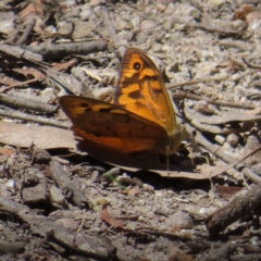 Heteronympha merope at QPRC LGA - 18 Nov 2023 11:56 AM