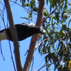 Strepera graculina (Pied Currawong) at Harolds Cross, NSW - 18 Nov 2023 by MatthewFrawley