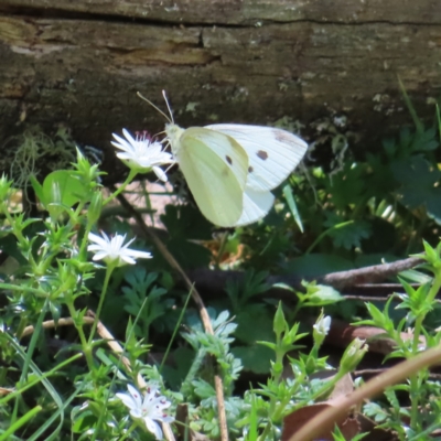 Pieris rapae (Cabbage White) at Tallaganda State Forest - 18 Nov 2023 by MatthewFrawley