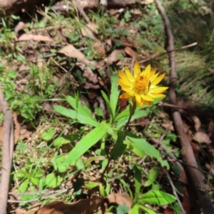 Xerochrysum bracteatum at QPRC LGA - 18 Nov 2023 11:47 AM