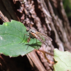 Unverified Long-legged Fly (Dolichopodidae) at Tallaganda State Forest - 18 Nov 2023 by MatthewFrawley