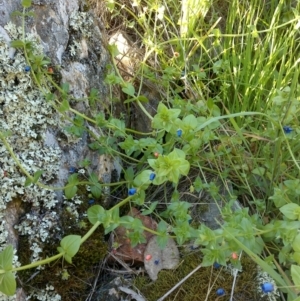 Lysimachia loeflingii at Nangus, NSW - 30 Sep 2015