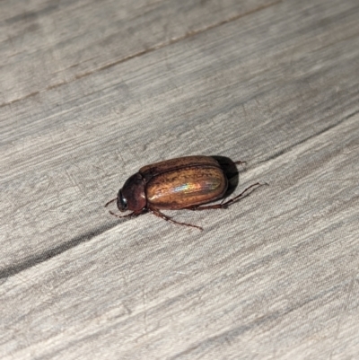 Antitrogus morbillosus (Tableland pasture scarab) at Wright, ACT - 20 Nov 2023 by Rebeccajgee