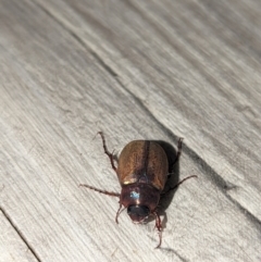 Sericesthis geminata at Wright, ACT - 20 Nov 2023 09:27 PM