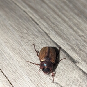 Sericesthis geminata at Wright, ACT - 20 Nov 2023 09:27 PM