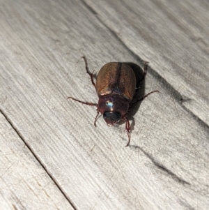 Sericesthis geminata at Wright, ACT - 20 Nov 2023