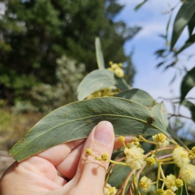 Acacia falciformis (Broad-leaved Hickory) at QPRC LGA - 20 Nov 2023 by Csteele4
