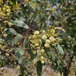 Acacia falciformis at QPRC LGA - 20 Nov 2023