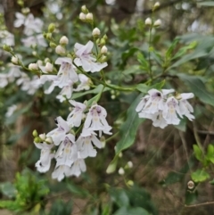 Prostanthera lasianthos (Victorian Christmas Bush) at QPRC LGA - 20 Nov 2023 by Csteele4