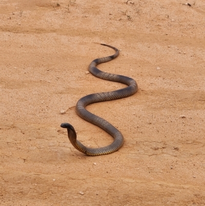 Unidentified Snake at Mungo, NSW - 19 Nov 2023 by Clem