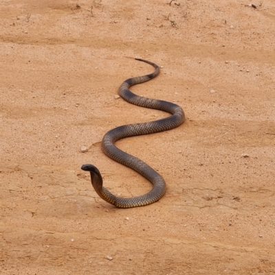 Pseudonaja aspidorhyncha at Mungo, NSW - 19 Nov 2023 by Clem