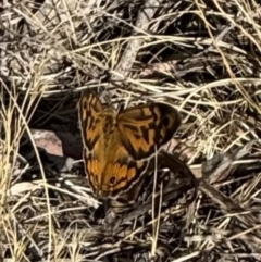 Heteronympha merope (Common Brown Butterfly) at Mount Majura - 18 Nov 2023 by Louisab