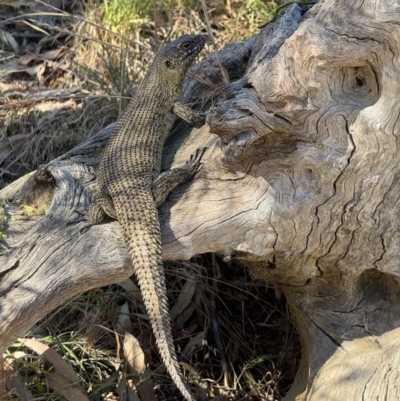 Egernia cunninghami (Cunningham's Skink) at Mount Majura - 18 Nov 2023 by Louisab