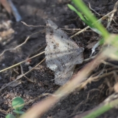 Unidentified Moth (Lepidoptera) at West Wodonga, VIC - 18 Nov 2023 by KylieWaldon