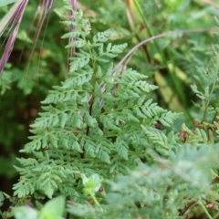 Cheilanthes austrotenuifolia (Rock Fern) at Wodonga - 19 Nov 2023 by KylieWaldon