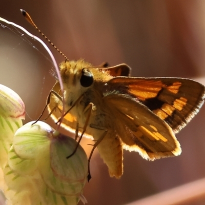 Ocybadistes walkeri (Green Grass-dart) at Wodonga - 19 Nov 2023 by KylieWaldon
