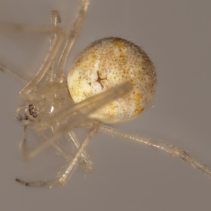 Cryptachaea gigantipes at QPRC LGA - 19 Nov 2023