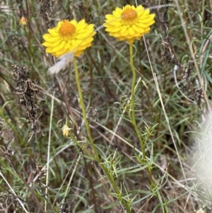 Xerochrysum viscosum at Aranda, ACT - 20 Nov 2023