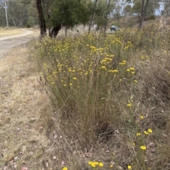 Xerochrysum viscosum at Aranda, ACT - 20 Nov 2023