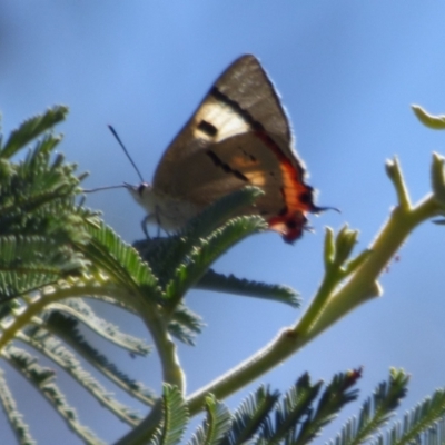 Pseudalmenus chlorinda at West Hobart, TAS - 10 Nov 2023 by VanessaC