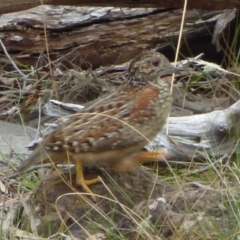 Turnix varius (Painted Buttonquail) at West Hobart, TAS - 5 Nov 2023 by VanessaC