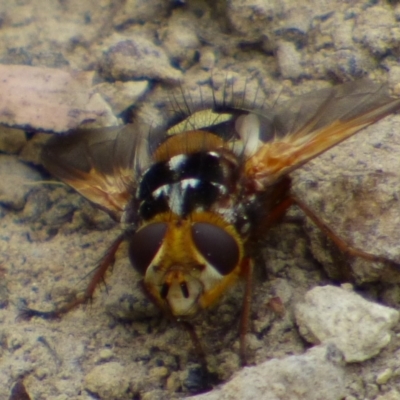 Microtropesa nigricornis (A bristle fly) at West Hobart, TAS - 18 Nov 2023 by VanessaC