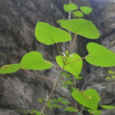 Homalanthus populifolius (Bleeding Heart) at Yerriyong, NSW - 20 Nov 2023 by plants