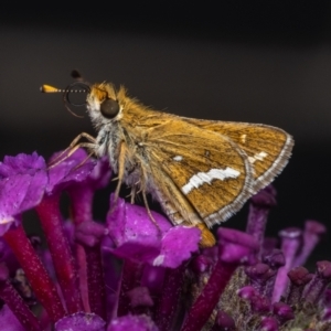 Taractrocera papyria at Murrumbateman, NSW - 20 Nov 2023