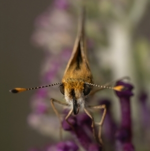 Taractrocera papyria at Murrumbateman, NSW - 20 Nov 2023