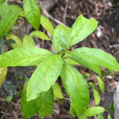 Claoxylon australe (Brittlewood) at Yerriyong, NSW - 19 Nov 2023 by plants