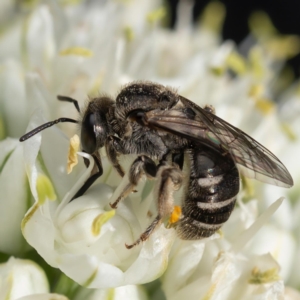 Lasioglossum (Chilalictus) sp. (genus & subgenus) at Murrumbateman, NSW - 20 Nov 2023