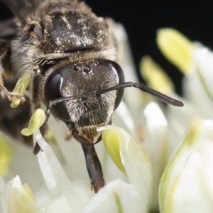 Lasioglossum (Chilalictus) sp. (genus & subgenus) at Murrumbateman, NSW - 20 Nov 2023