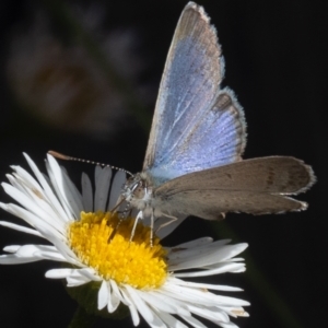 Zizina otis at Murrumbateman, NSW - 16 Nov 2023