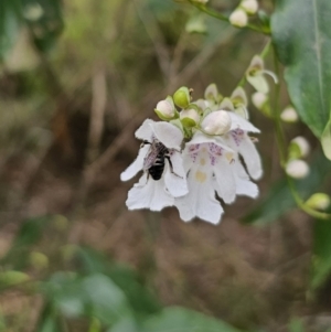 Leioproctus sp. (genus) at QPRC LGA - 20 Nov 2023