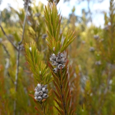 Melaleuca capitata (Sandstone Honey-Myrtle) at Sassafras, NSW - 16 Aug 2023 by RobG1