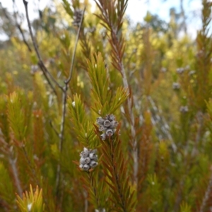 Melaleuca capitata at Sassafras, NSW - 16 Aug 2023 11:07 AM