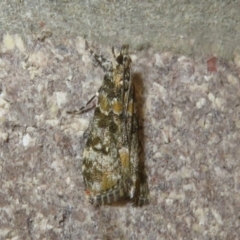 Scoparia gethosyna (A Crambid moth (Scopariini)) at Cotter River, ACT - 20 Nov 2023 by Christine
