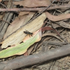 Laphria rufifemorata at Namadgi National Park - 20 Nov 2023