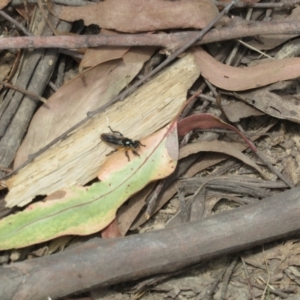 Laphria rufifemorata at Namadgi National Park - 20 Nov 2023