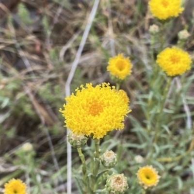 Rutidosis leptorhynchoides (Button Wrinklewort) at Wandiyali-Environa Conservation Area - 21 Nov 2023 by Wandiyali