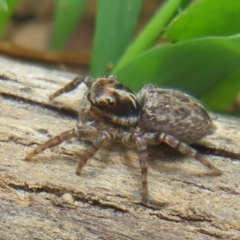 Maratus griseus (Jumping spider) at Cotter River, ACT - 20 Nov 2023 by Christine