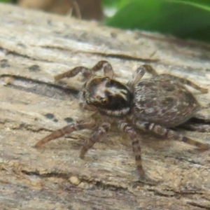 Salticidae (family) at Lower Cotter Catchment - 20 Nov 2023 12:54 PM