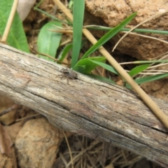 Salticidae (family) at Lower Cotter Catchment - 20 Nov 2023 12:54 PM