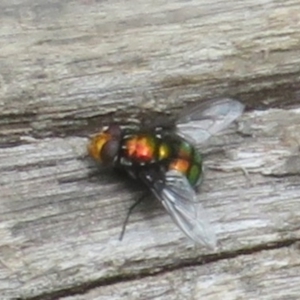 Rutilia (Ameniamima) sp. (genus & subgenus) at Namadgi National Park - 20 Nov 2023