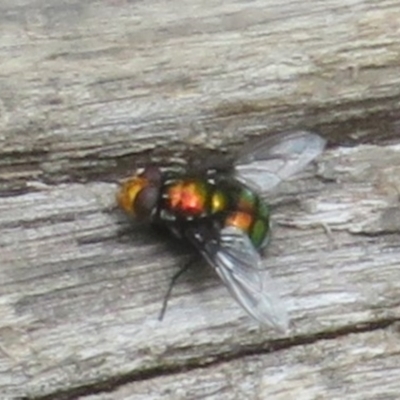 Rutilia (Ameniamima) sp. (genus & subgenus) (A Bristle fly) at Cotter River, ACT - 20 Nov 2023 by Christine