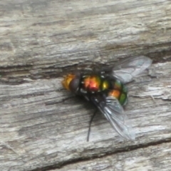 Rutilia (Ameniamima) sp. (genus & subgenus) at Namadgi National Park - 20 Nov 2023